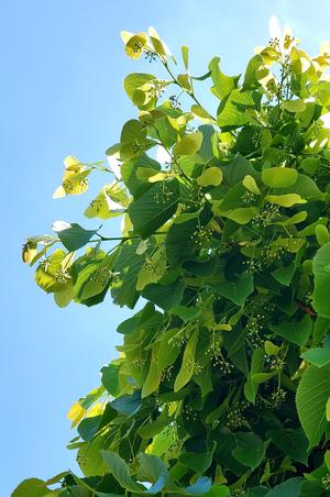 Tilia americana Redmond