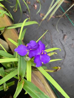 Tradescantia andersoniana Sweet Kate