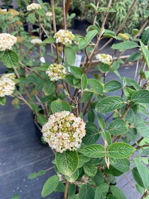 Viburnum X (rhytodophyllum x 'Mohican') Alleghany