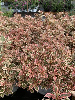 Weigela florida My Monet® (PP16824) 