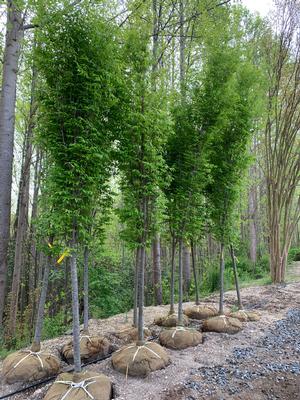 Zelkova serrata Musashino