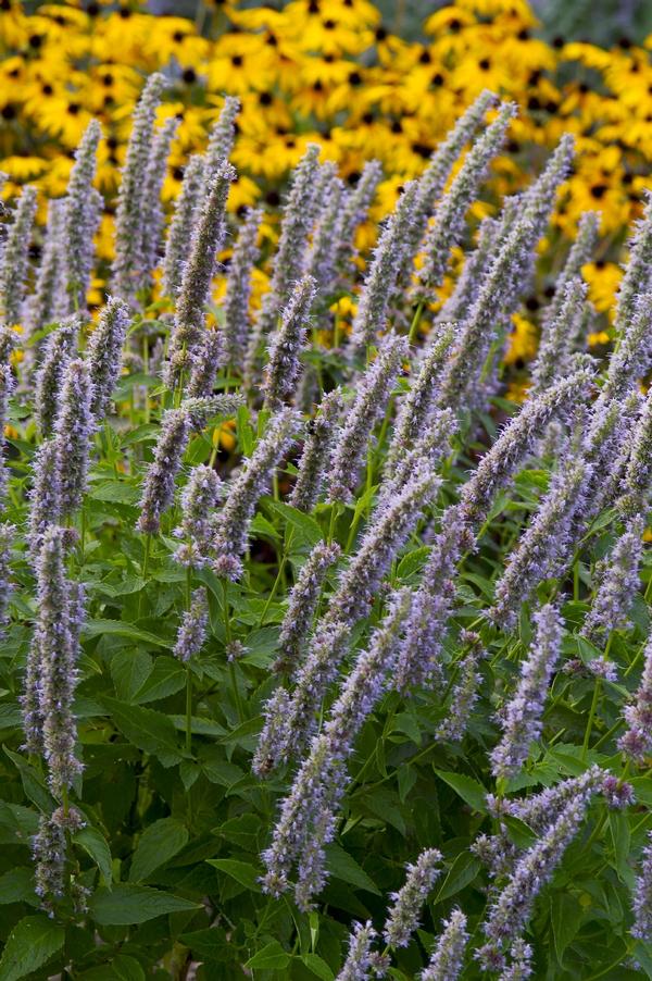 Agastache Blue Fortune