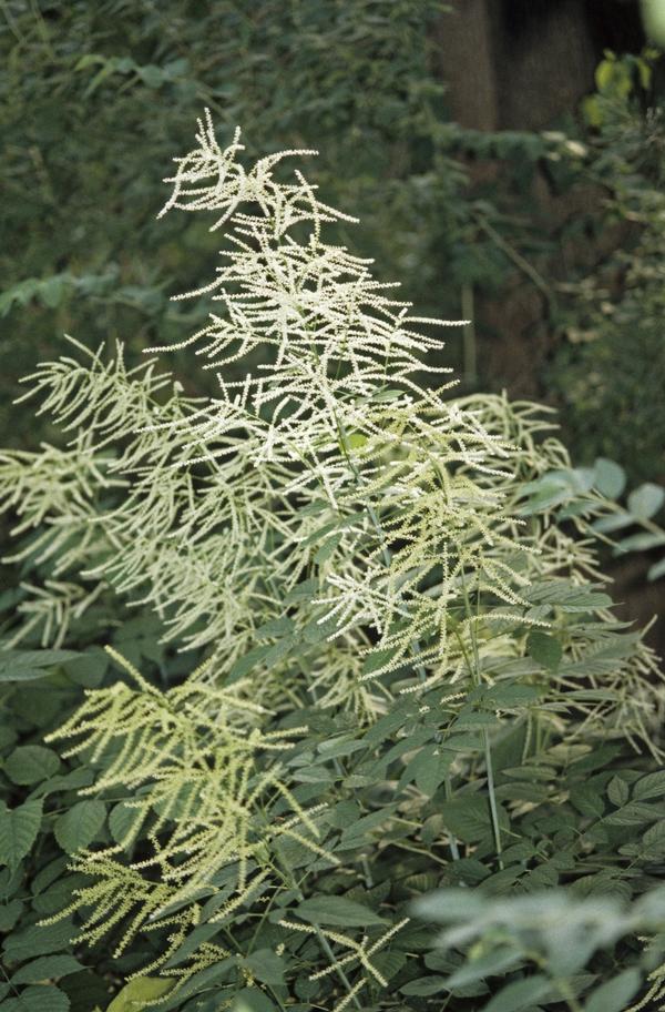 Aruncus dioicus 