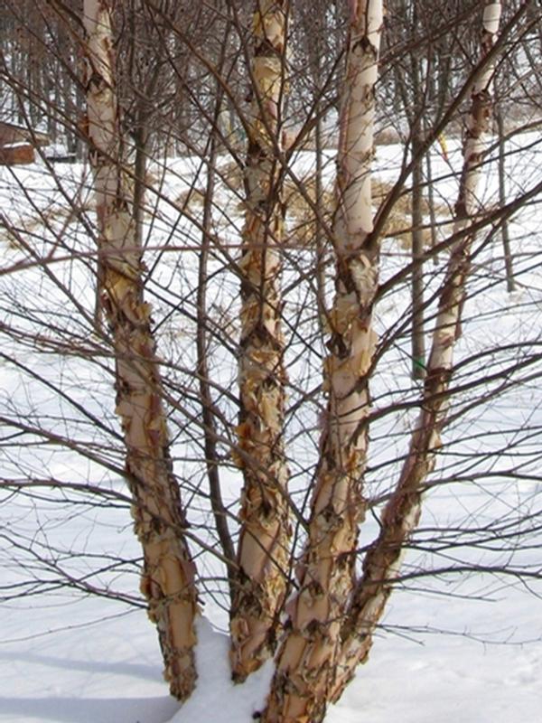 Betula nigra Heritage®