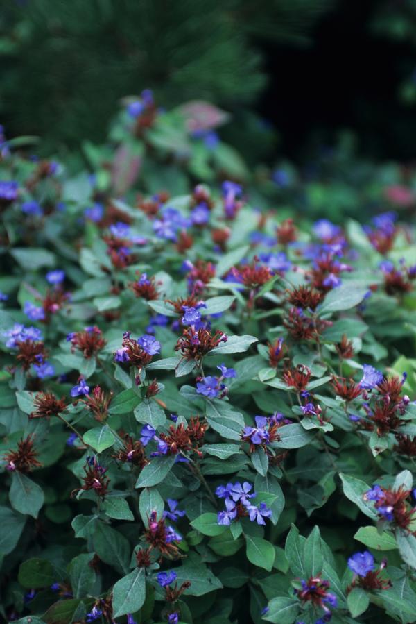 Ceratostigma plumbaginoides 