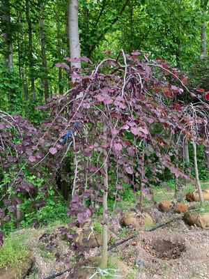 Cercis canadensis Ruby Falls