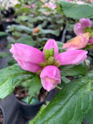 Chelone lyonii Hot Lips