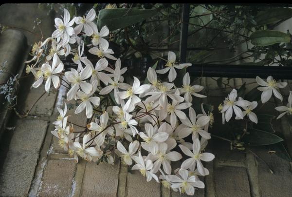 Clematis armandii 