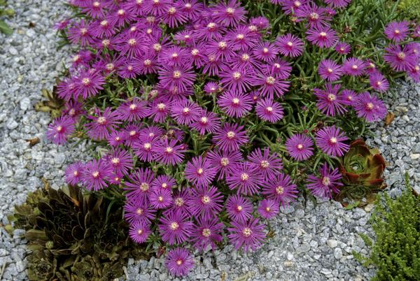 Delosperma cooperi 