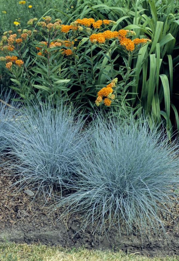 Festuca ovina glauca Elijah Blue