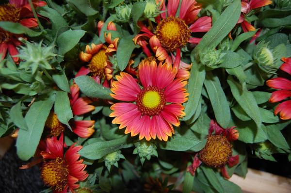 Gaillardia Arizona Red Shades