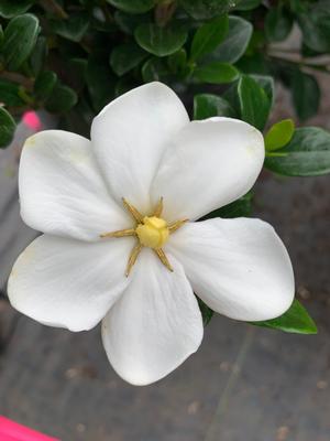 Gardenia jasminoides Kleim's Hardy