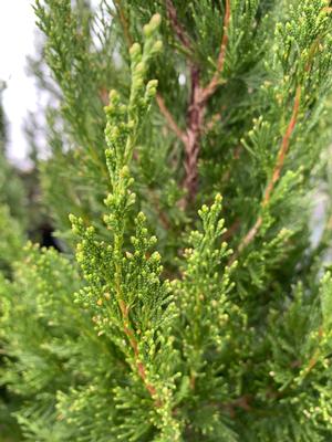 Juniperus chinensis Spartan