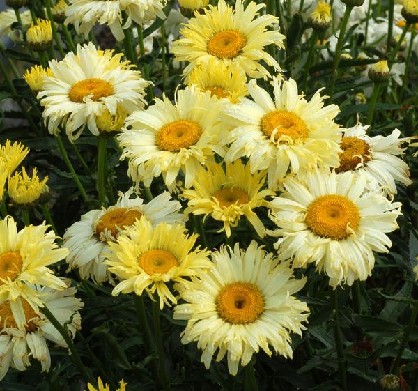 Leucanthemum x superbum Goldfinch