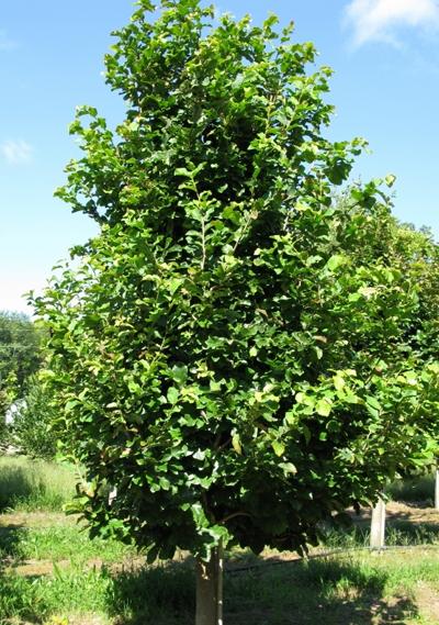 Parrotia persica 