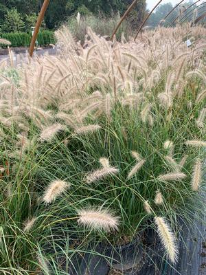 Pennisetum alopecuroides 