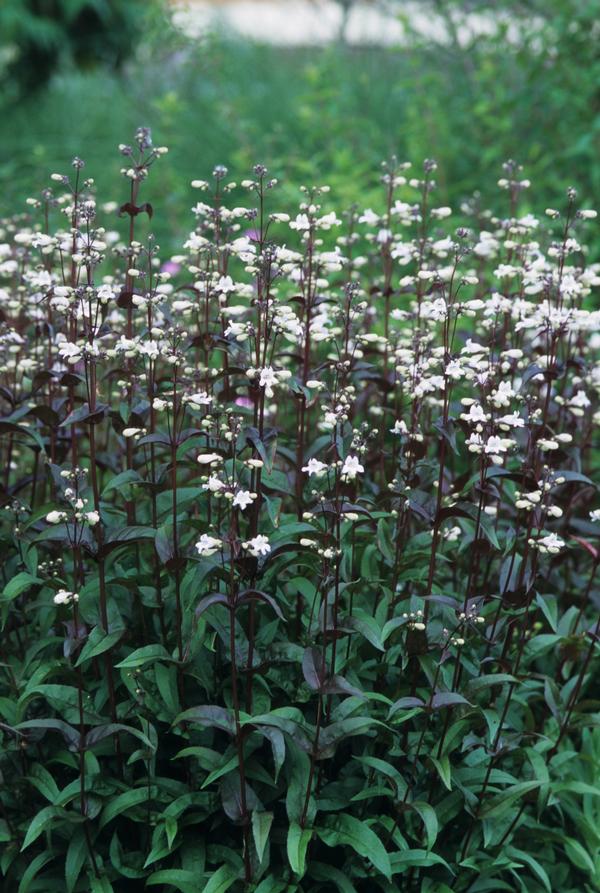 Penstemon digitalis Husker Red