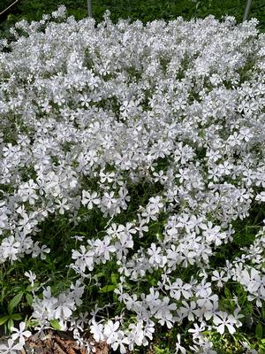 Phlox divaricata May Breeze