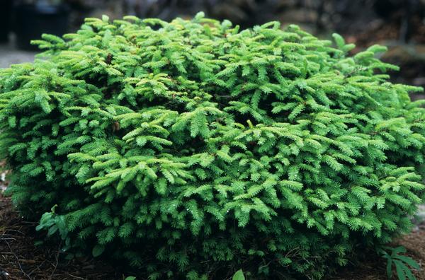 Picea abies Nidiformis