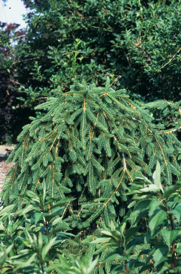 Picea abies Pendula