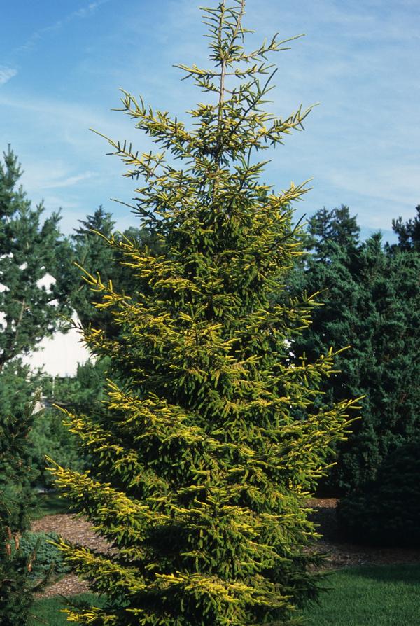 Picea orientalis Skylands