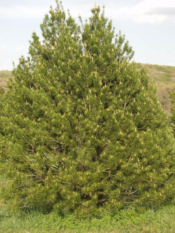 Pinus bungeana 