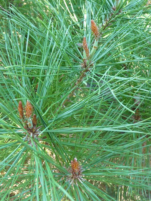 Pinus densiflora Umbraculifera