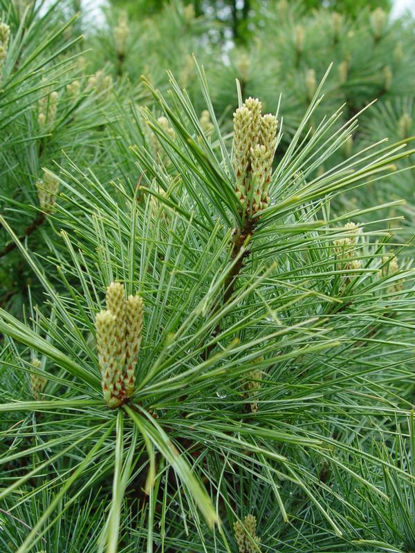 Pinus strobus (eastern white pine) description