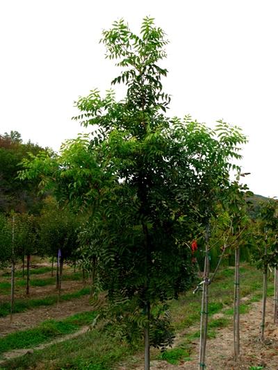 Pistacia chinensis 