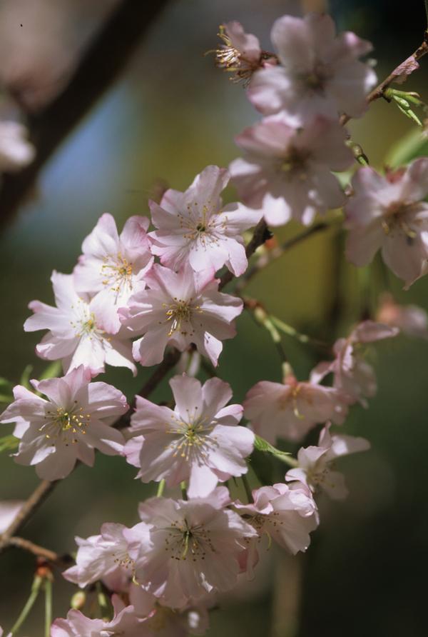 Prunus subhirtella var. autumnalis 