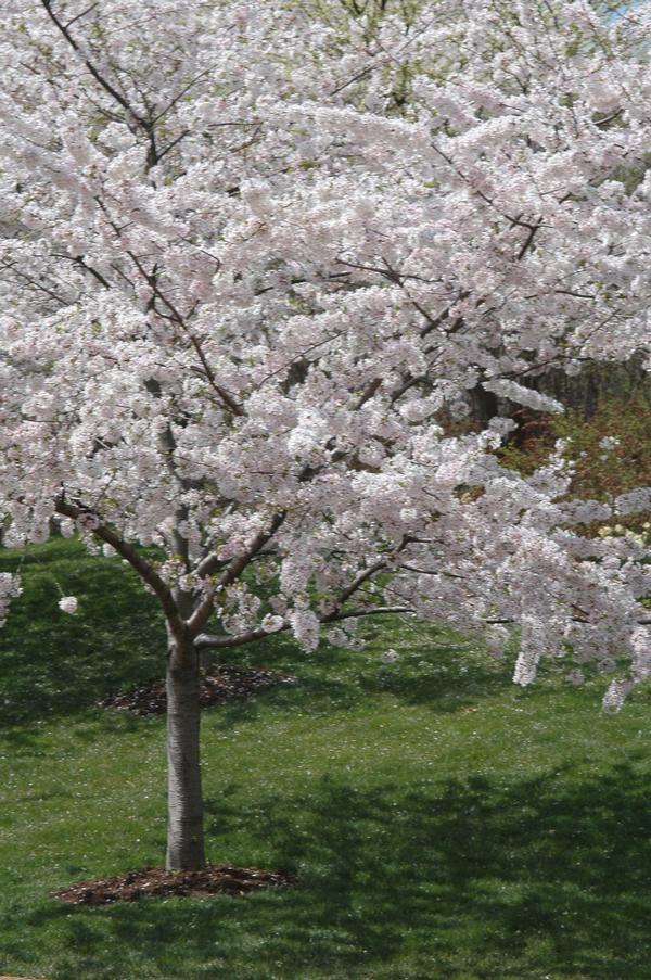 Prunus x yedoensis 