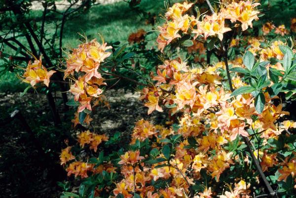 Azalea-Rhododendron calendulaceum Deciduous Native 