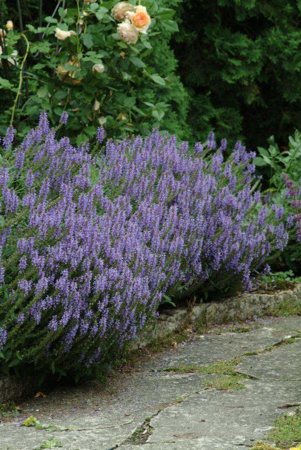 Salvia nemorosa Blue Hill