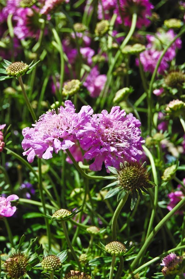 Scabiosa columbaria Butterfly Blue