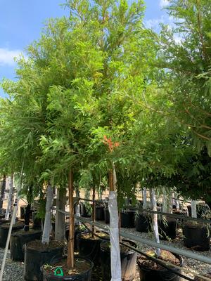 Taxodium distichum - Bald Cypress / Swamp Cypress 