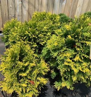 Thuja occidentalis Golden Globe (Aurea)