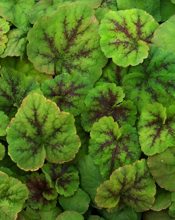 Tiarella cordifolia Running Tapestry