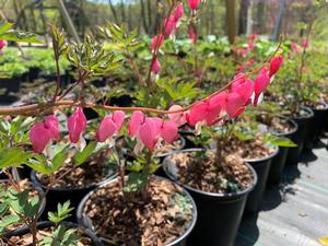 Dicentra spectabilis Pink