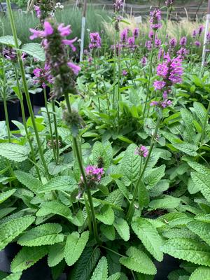 Stachys officinalis Hummelo