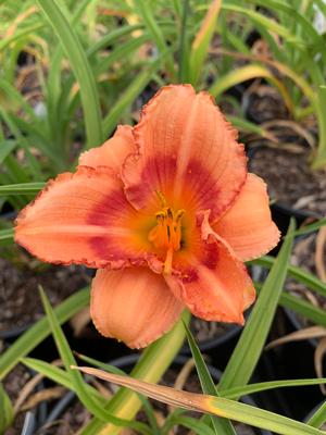 Hemerocallis Strawberry Candy