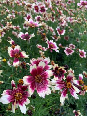 Coreopsis verticillata Berry Chiffon