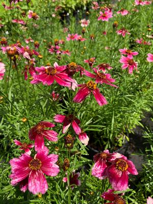 Coreopsis Cherry Blast