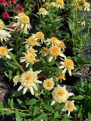 Echinacea Lemon Drop