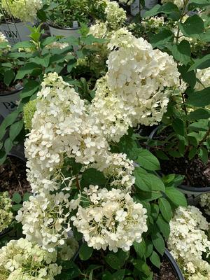 Hydrangea paniculata Bobo® (PP22782) 