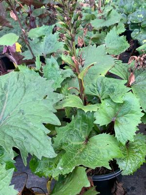 Ligularia Little Rocket