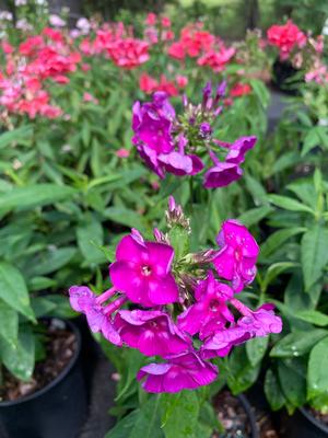 Phlox paniculata Laura