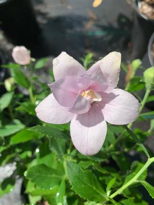 Platycodon grandiflorus Asral Double Pink