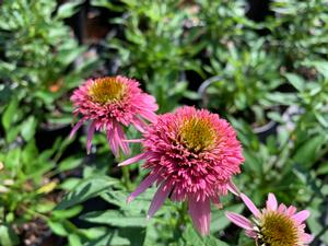 Echinacea purpurea Butterfly Kisses