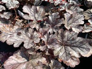 Heuchera Timeless Treasure