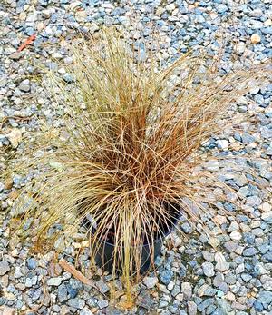 Carex flagellifera 'Toffee Twist'